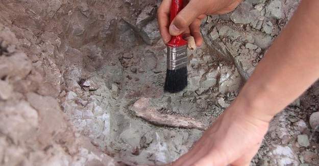 Çin'de yüzlerce yıllık dinazor fosili bulundu
