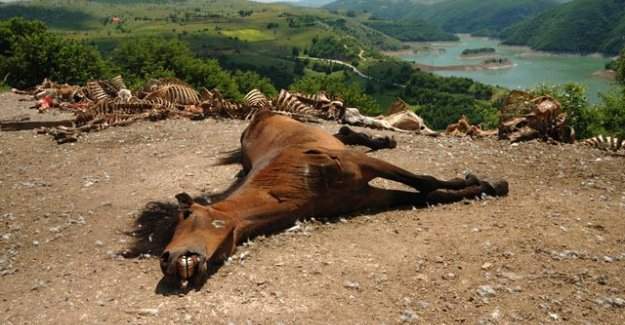ABD 45 bin atı öldürme kararı aldı!!!