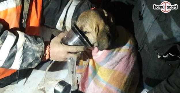 Kuyudaki yavru köpek 11 gün sonra kurtarıldı