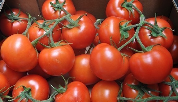 Rusya'dan domates ihracatı için heyet geliyor