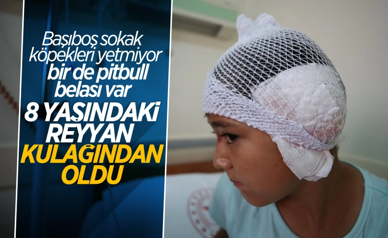Balıkesir'de 8 yaşındaki kız, pitbull saldırısına uğradı