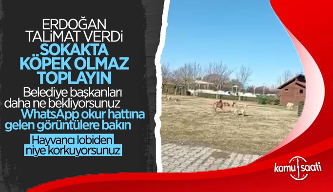 Adana'da çocuğunu parka götüren babanın, başıboş köpeklere isyanı