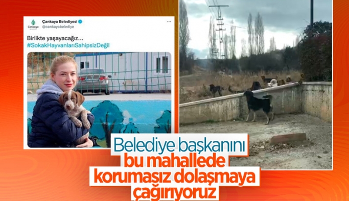 Ankara'daki başıboş sokak köpekleri korku saçıyor