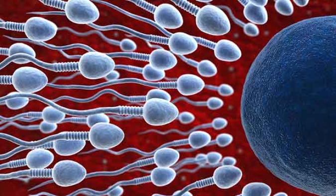 Sperm kalitesini zirveye taşıyan 7 gıda
