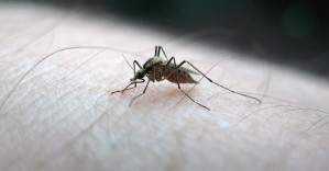 Sivrisinekler sıtmaya direndi