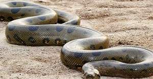 Dünyanın en uzun yılanı bulundu!