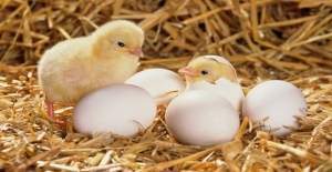 Yumurta getirene civciv var!