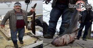 Karadeniz'de köpek balığı yakalandı
