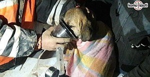 Kuyudaki yavru köpek 11 gün sonra kurtarıldı