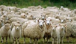 Beştepe'de Çiftçiler Buluşması - 300 Koyun artı maaş detayları belli oluyor