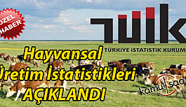 Türkiye Hayvansal Üretim İstatistikleri Açıklandı